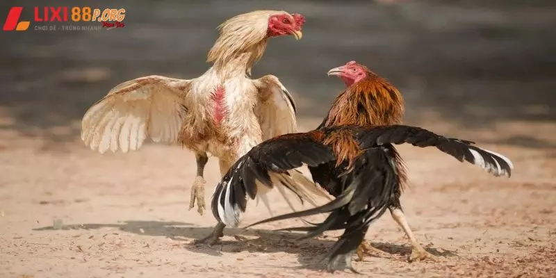 Đá gà Lixi88 có gì hấp dẫn trong các cuộc so tài?